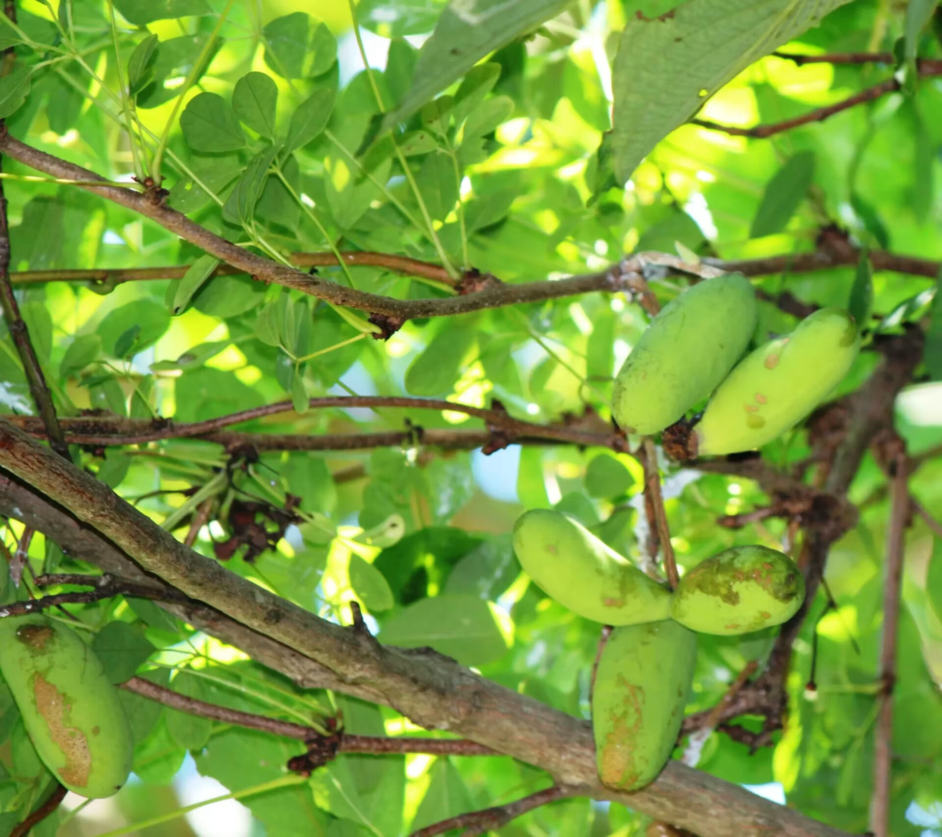Article giffonia simplicifolia