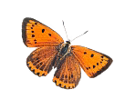 Papillon